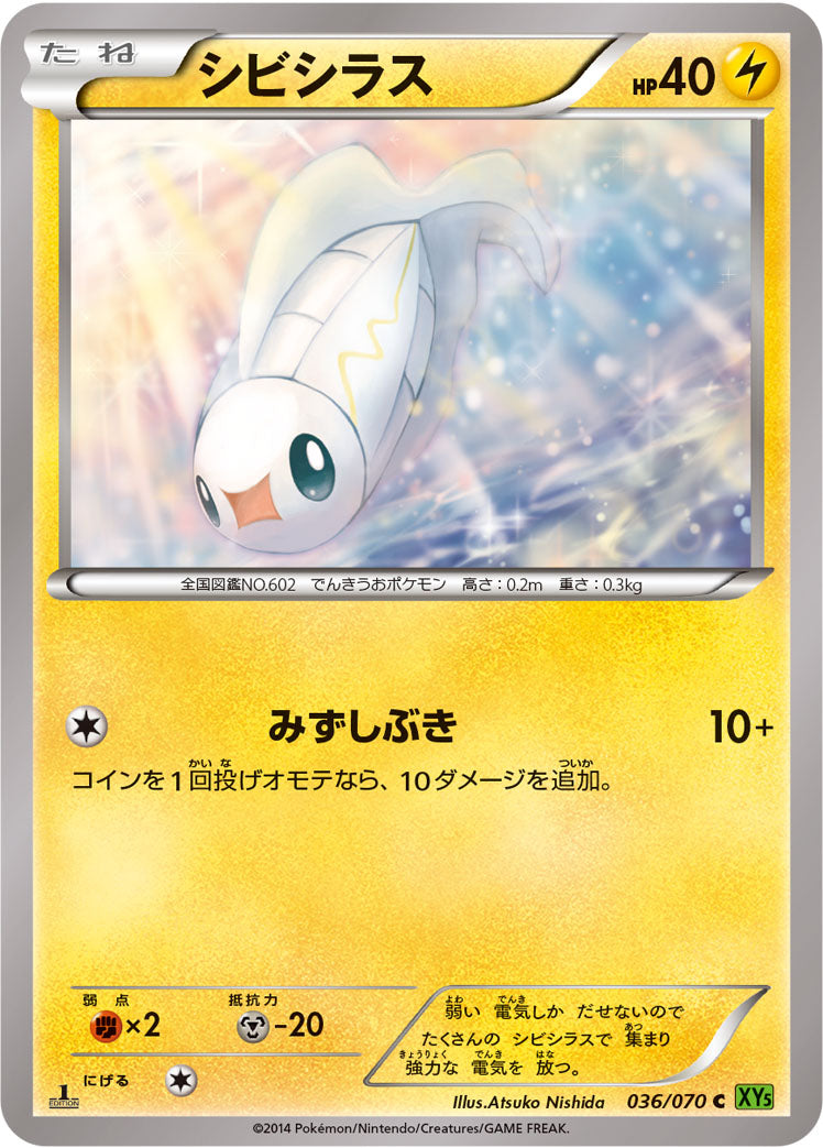 シビシラス [C_036/070_XY5-Bt]
