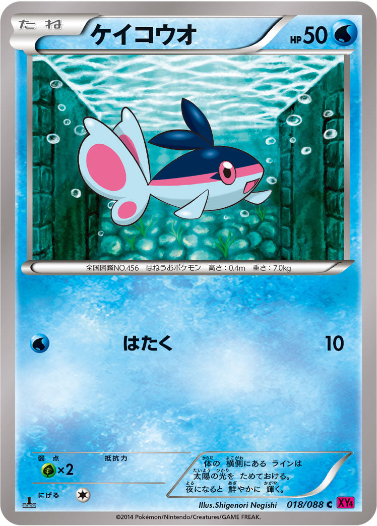 ケイコウオ [C_018/088_XY4]