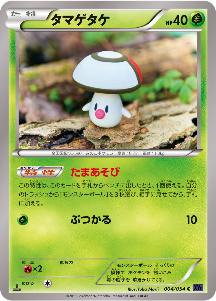 タマゲタケ [C_004/054_XY11-Bb]